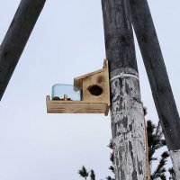 Птичья столовая. :: Ольга 