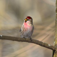 Чечётка :: Константин Анисимов