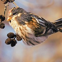 Чечётка :: Лина 