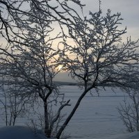 Зимние прогулки :: Ольга Зимние прогулки :: Ольга