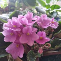 Фиалка :: Елена Семигина