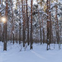 Сосновая стена :: Александр Синдерёв