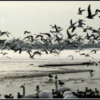 *** :: Aleksandr Gal