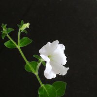 Вот так подснежник! :: Егор Бабанов