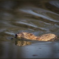 *** :: Александр. AVG100 ---