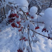 зимовка :: Владимир Зырянов