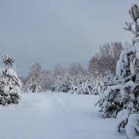 Сосенки. :: Андрей Дурапов