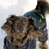 Красавчик Чарли :: Светлана 