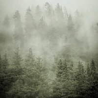 ТУМАН :: HART BAD