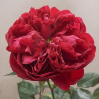 *** :: МАРИЯ ПОПОВА