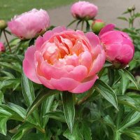 цветы :: МАРИЯ ПОПОВА