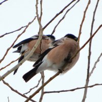 Снегирихи :: Андрей Снегерёв
