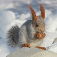 В ледниковый период :: елена беликова В ледниковый период :: елена беликова