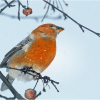 Обеденный перекус :: Валентин Котляров Обеденный перекус :: Валентин Котляров