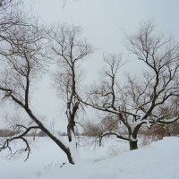 Зимние силуэты :: Андрей Снегерёв