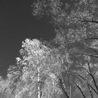 Иней. :: Николай 