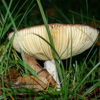 По грибы... :: Николай Гирш По грибы... :: Николай Гирш