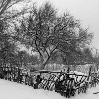 Плетень :: Олегъ Петрович