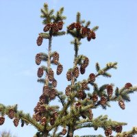 Ели. :: Ирина *** Ели. :: Ирина ***