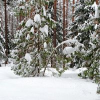 О красоте зимнего леса. :: Милешкин Владимир Алексеевич 