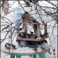 Обед подан! :: Ольга Довженко Обед подан! :: Ольга Довженко