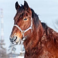В морозный день :: Валерий Иванович