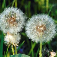 Одуванчики. :: nadyasilyuk Вознюк