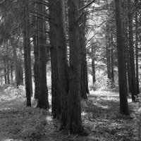 Фотография :: Денис Безногов