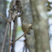 желтоголовый королек. :: юрий макаров