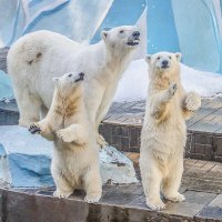 семейка :: Аркадий Лаптенко