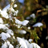 Снег на туе :: Юрий Гайворонскiий