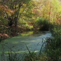 течёт зелёная река :: Елена Шаламова течёт зелёная река :: Елена Шаламова