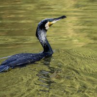 Большой баклан. :: Alexander Amromin Большой баклан. :: Alexander Amromin