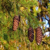Шишки еловые :: Лариса С.