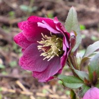 Морозник :: Лариса С.