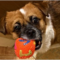 Яша расправляется с очередной пищалкой. :: Валерия Комова