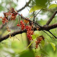 После дождя... :: Светлана Попова