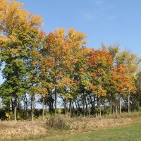 ОСЕННИЕ КЛЕНЫ У ДОРОГИ :: Валентина 