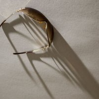 Богомол ( игра с тенью) :: Елена Пономарева