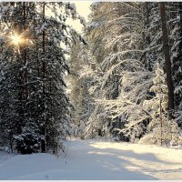 По зимнему лесу... :: Aleksandr Gal