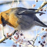 Щур обыкновенный. :: Михаил Курзанцев