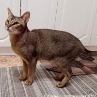 Абиссинец :: Елена Сухорученкова
