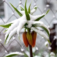 скоро весна! :: Aleksandr .