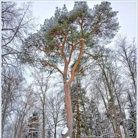 А сосны рвутся в небо... :: Лия ☼ А сосны рвутся в небо... :: Лия ☼