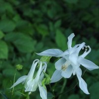 Водосбор :: Freddy 97