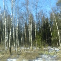 Молодые подмосковные березки :: Татьяна Р Молодые подмосковные березки :: Татьяна Р