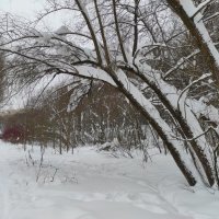 Снежный покой :: Игорь Ч. Снежный покой :: Игорь Ч.