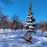 Морозный денёк :: Надежда 