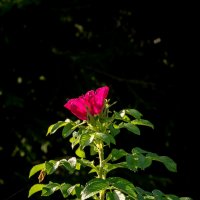 *** :: Игорь Николаев