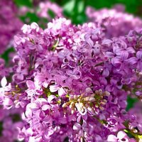 *Скоро Весна!* :: Olga Oskolkova